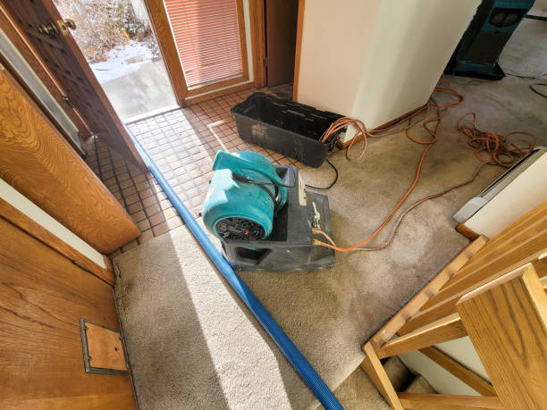 Best Professional water damage repair  in Bald Kno, AR