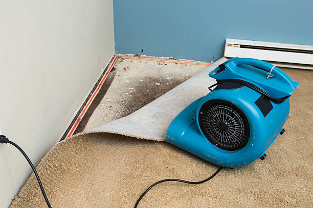 Best Professional water damage repair  in Bald Kno, AR